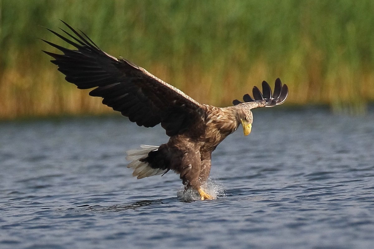 Seeadler