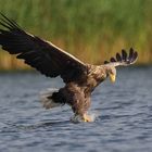 Seeadler