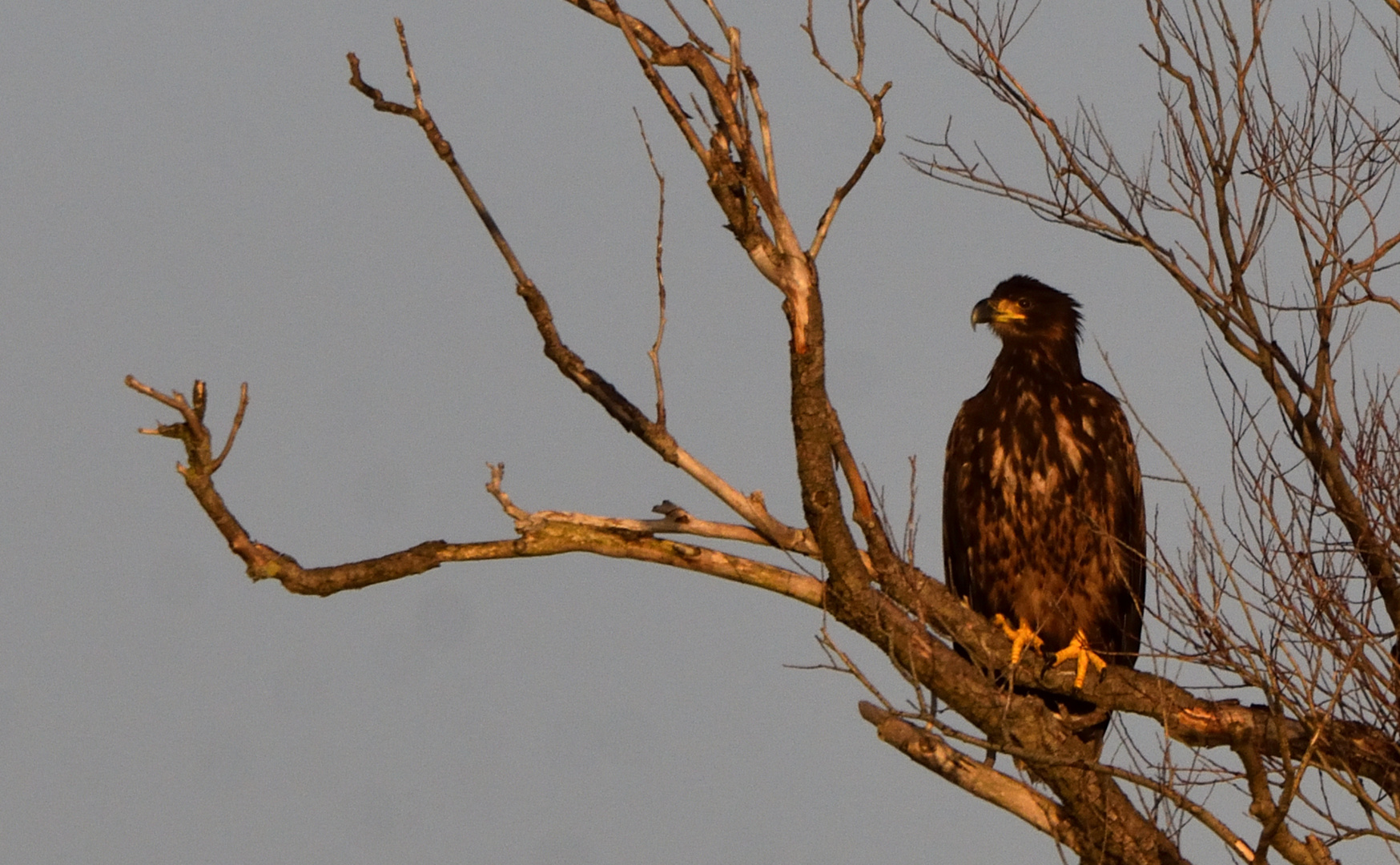 Seeadler 