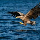 Seeadler...