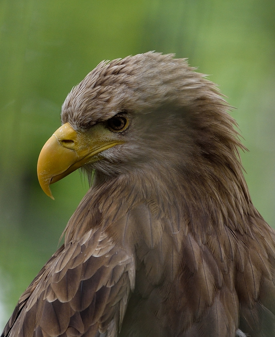 Seeadler