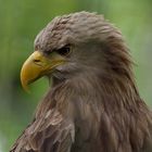 Seeadler