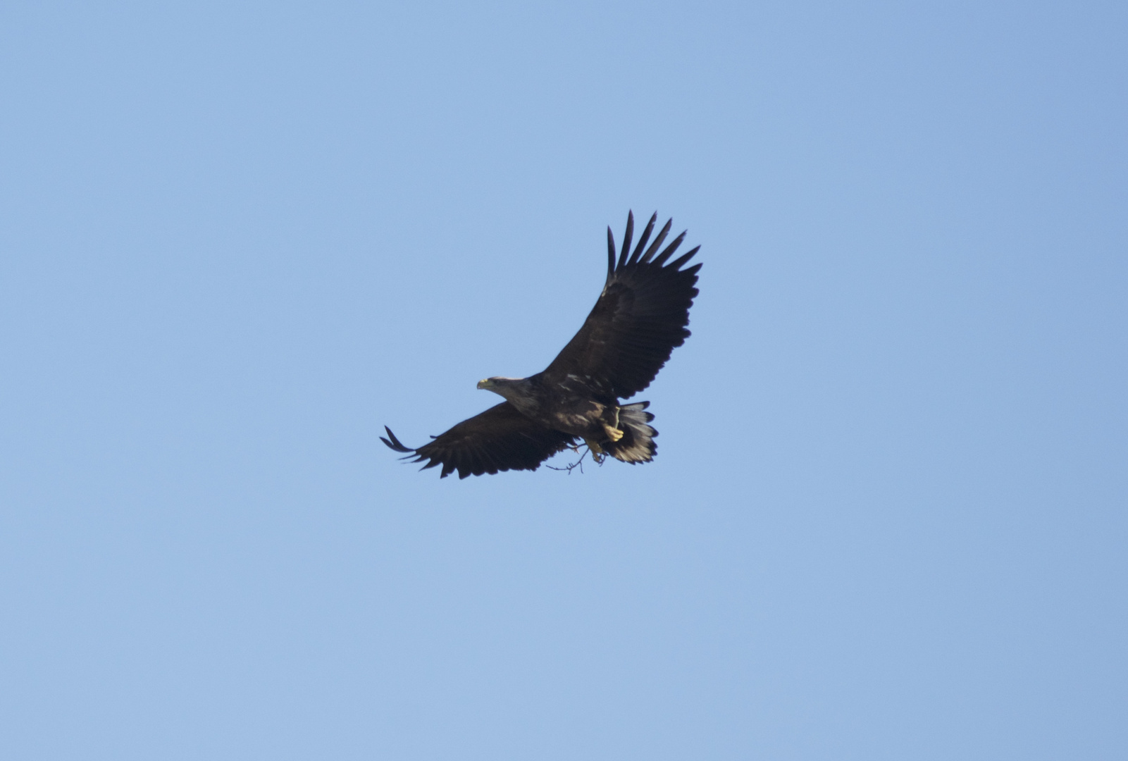 Seeadler