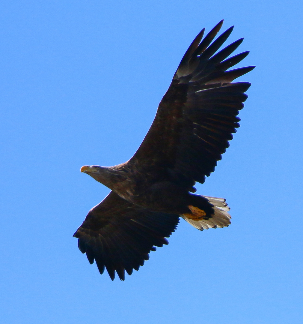 Seeadler