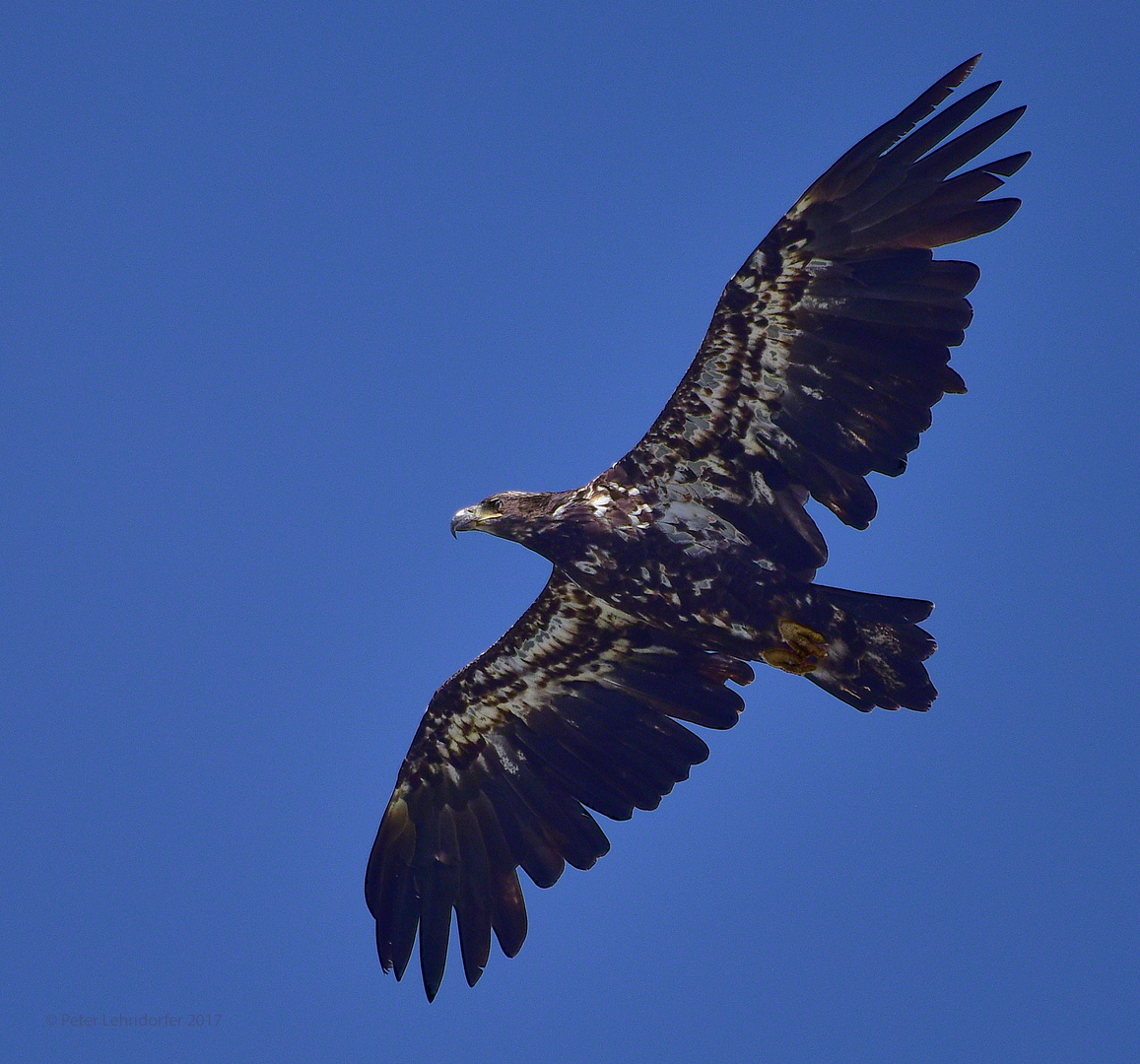 Seeadler ....