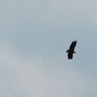 Seeadler