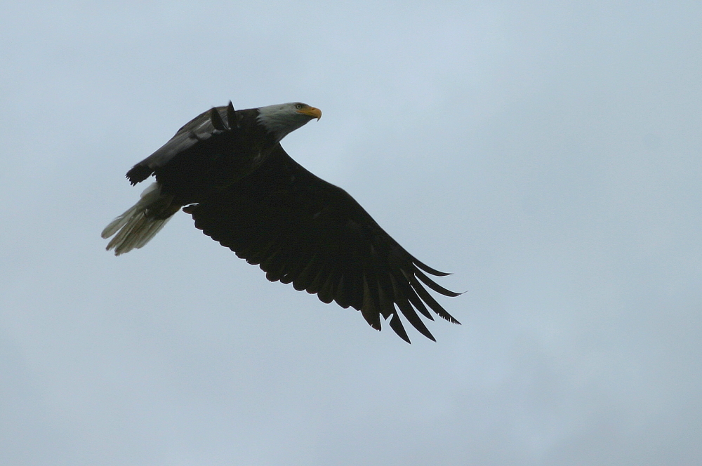 Seeadler