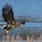 Seeadler