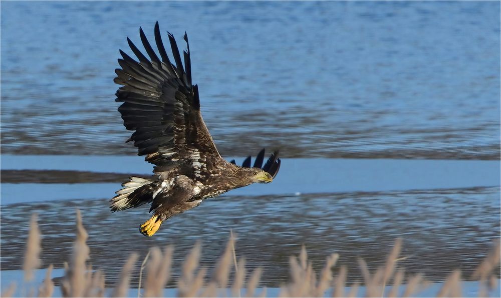 Seeadler