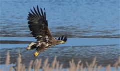 Seeadler