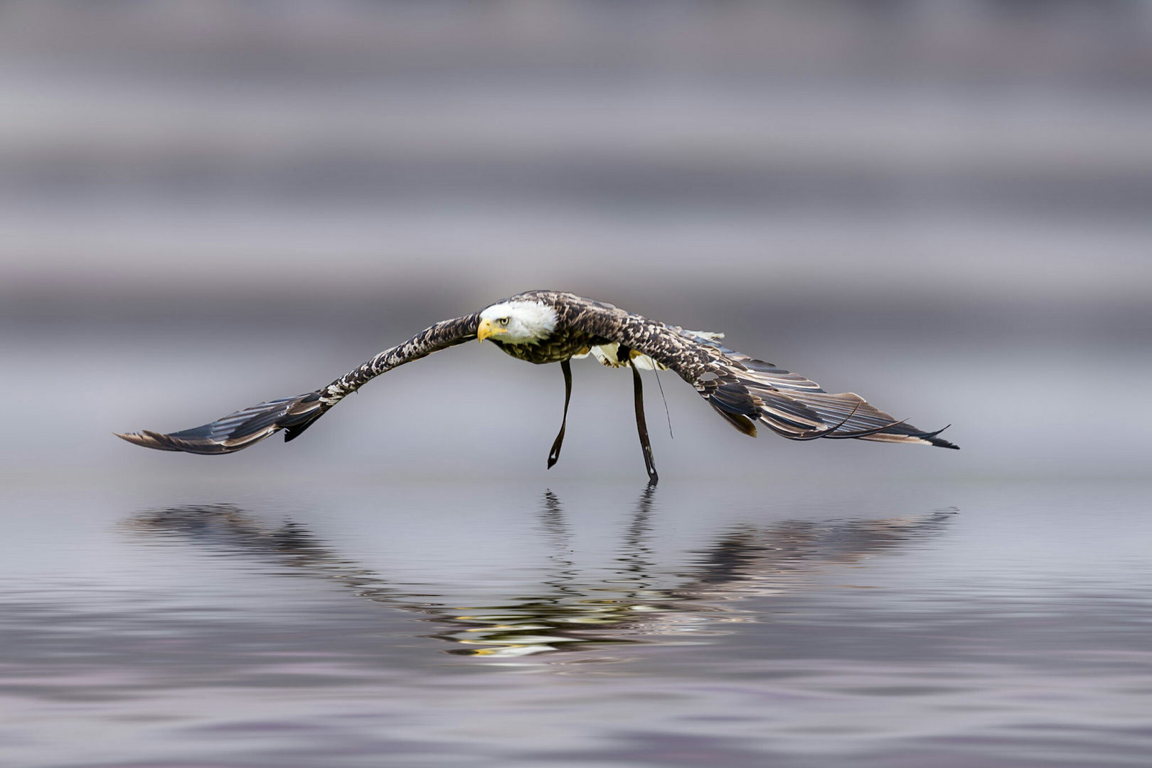 Seeadler