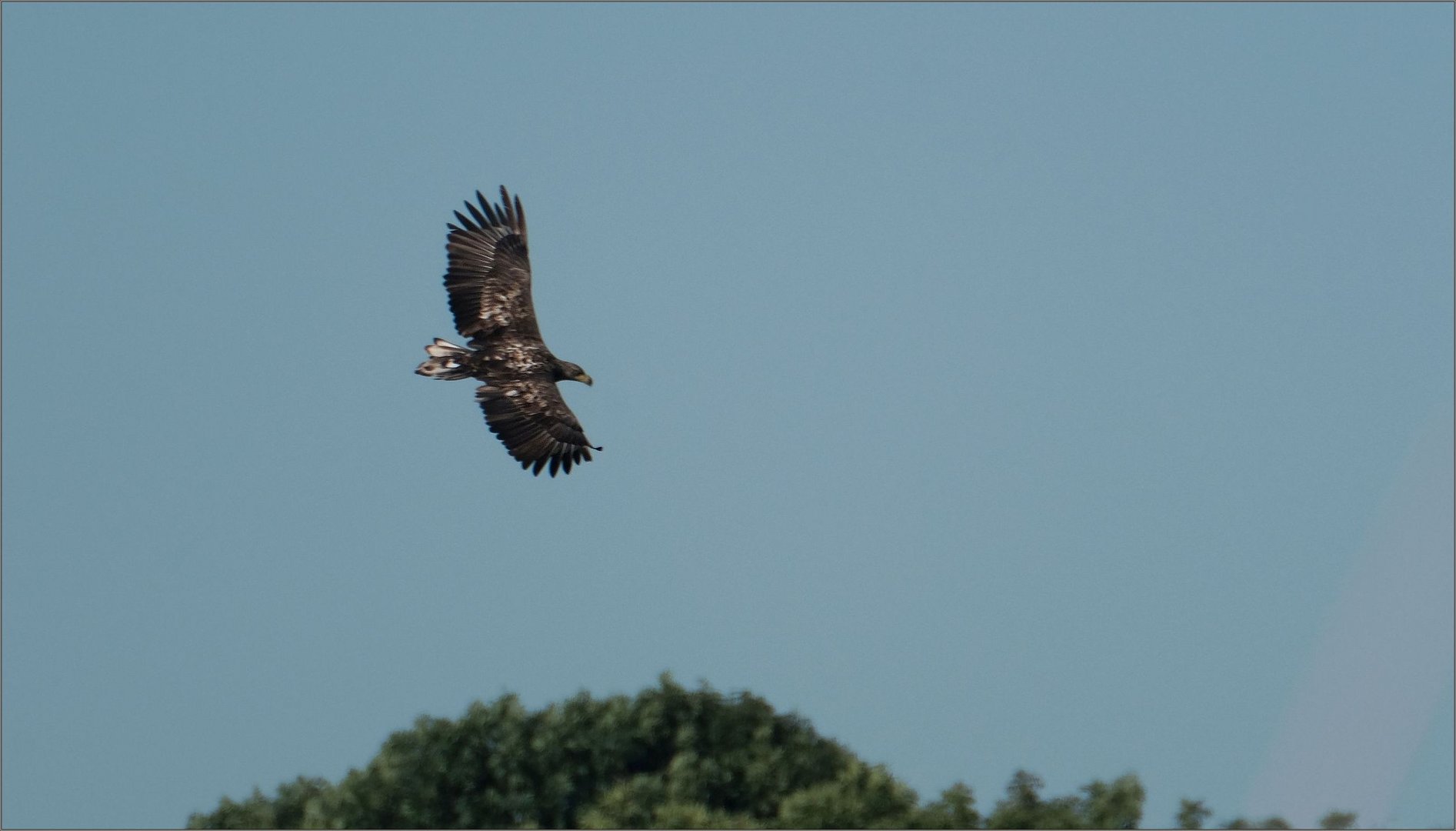 seeadler