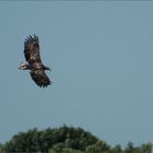 seeadler