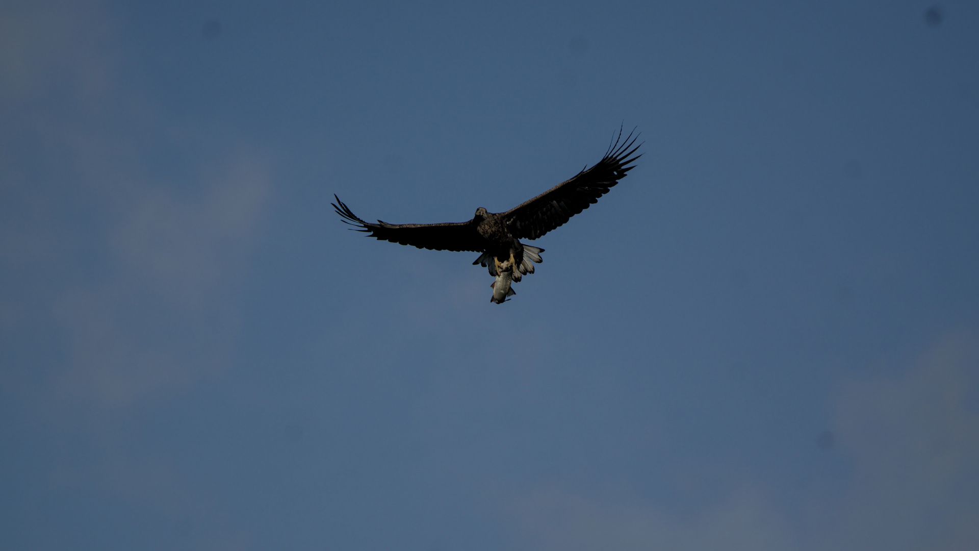 Seeadler