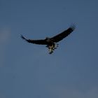 Seeadler