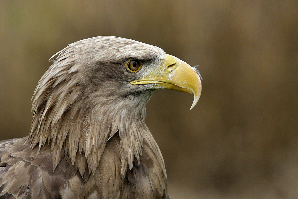 Seeadler