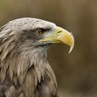 Seeadler