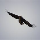 Seeadler...