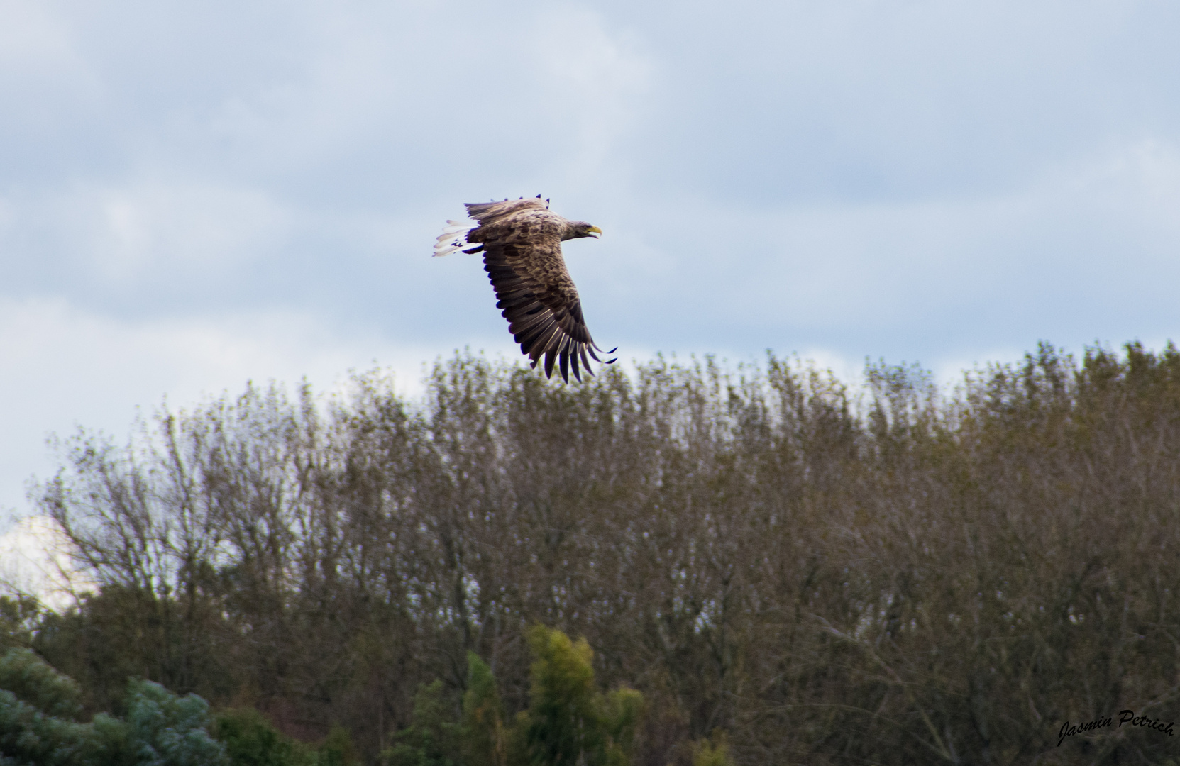 Seeadler