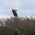 Seeadler