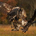 Seeadler