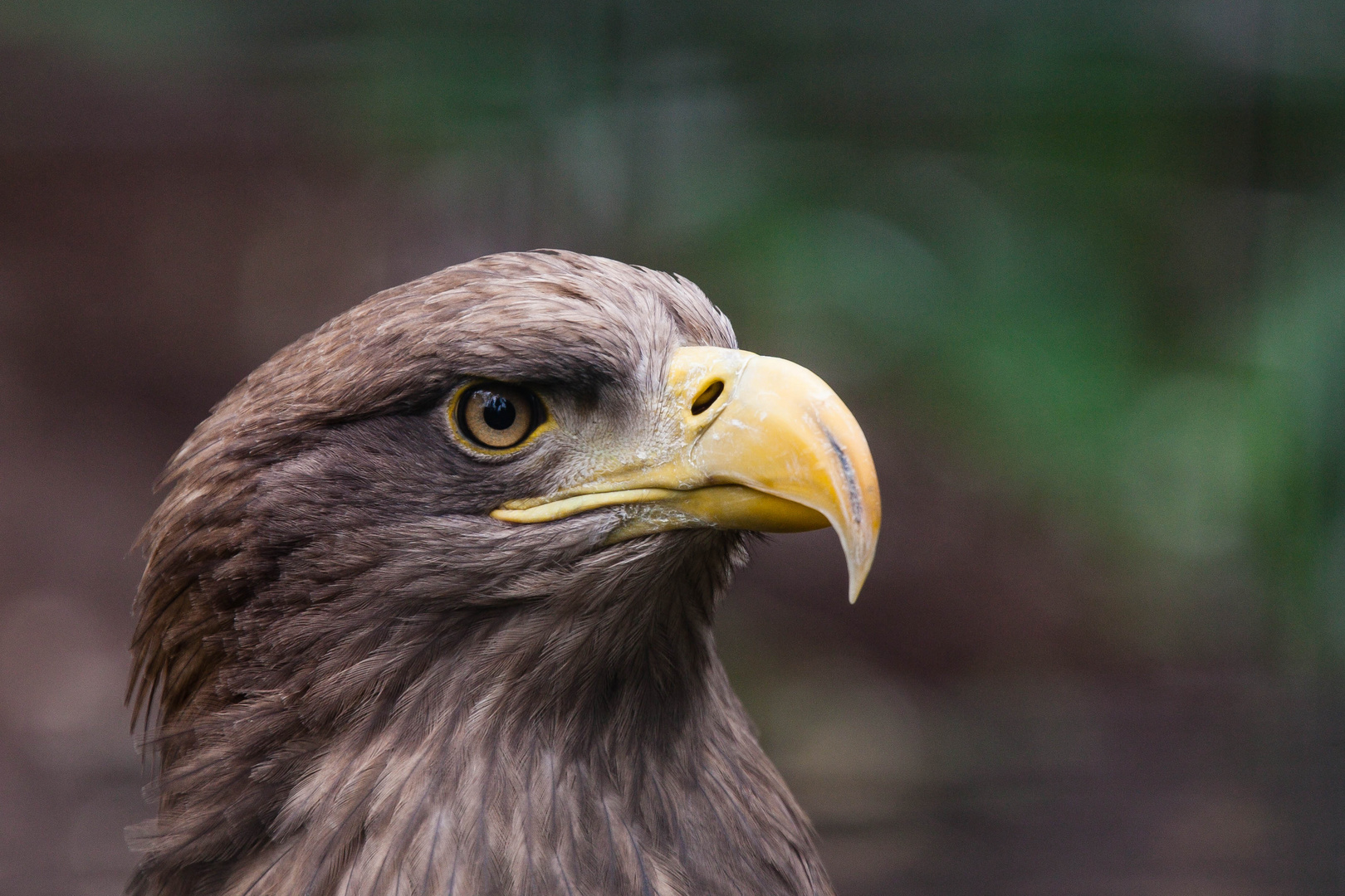 Seeadler