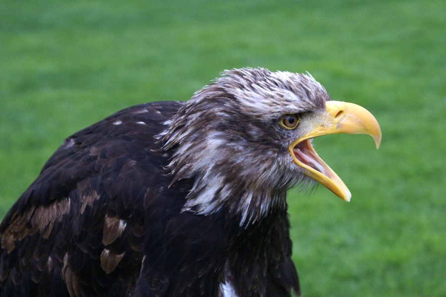 Seeadler...