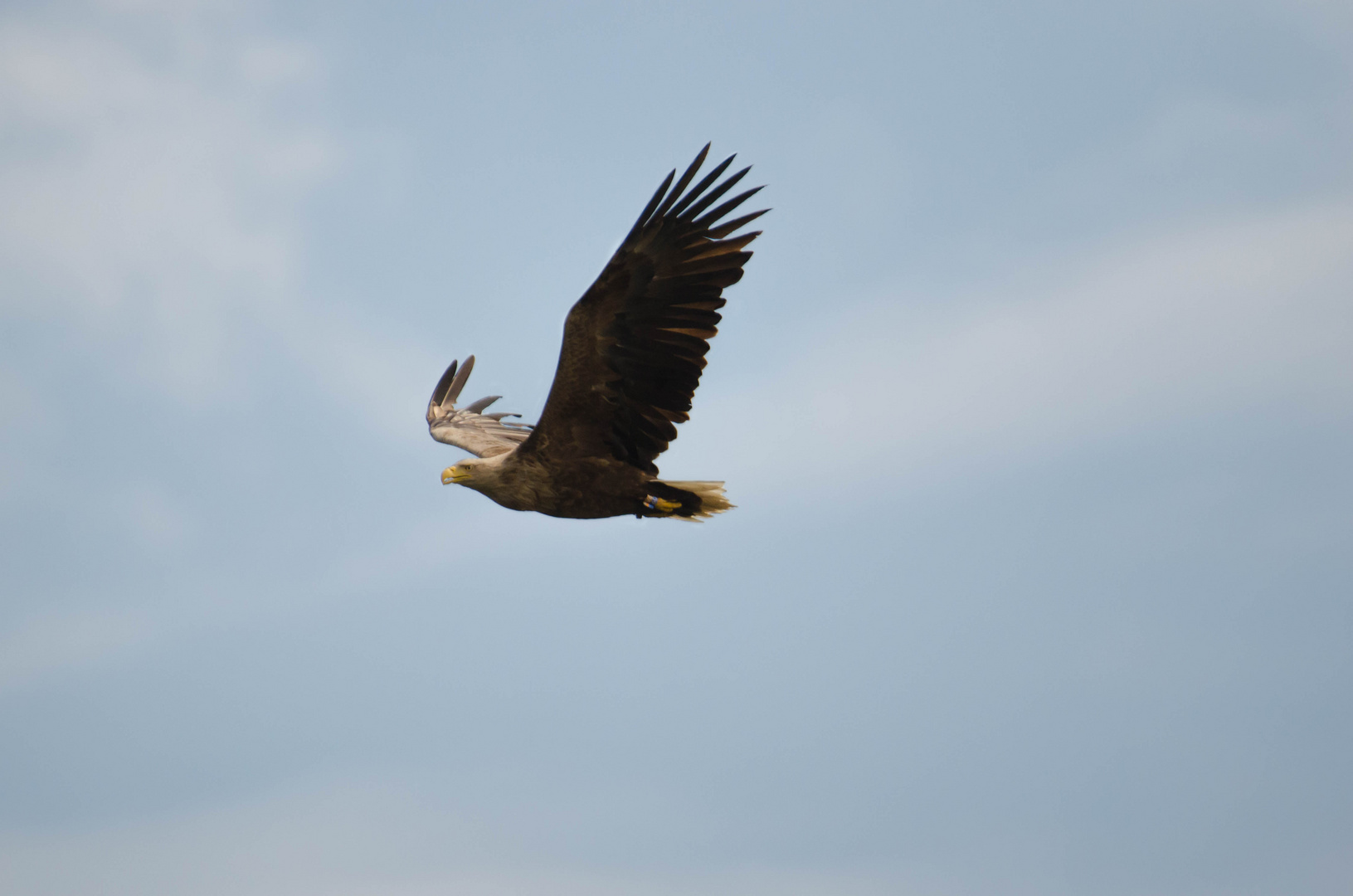 Seeadler