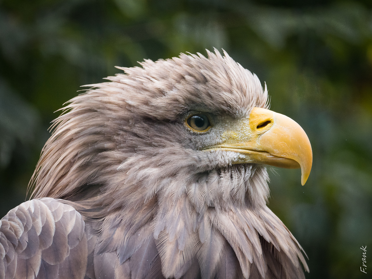 Seeadler