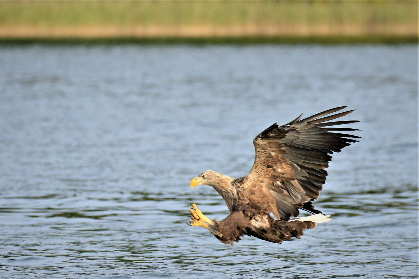 Seeadler