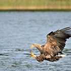 Seeadler