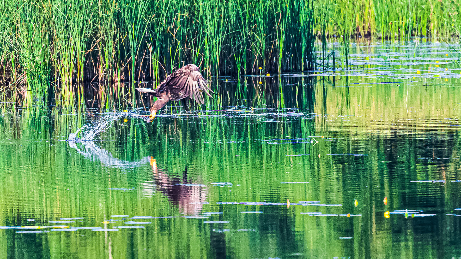 Seeadler