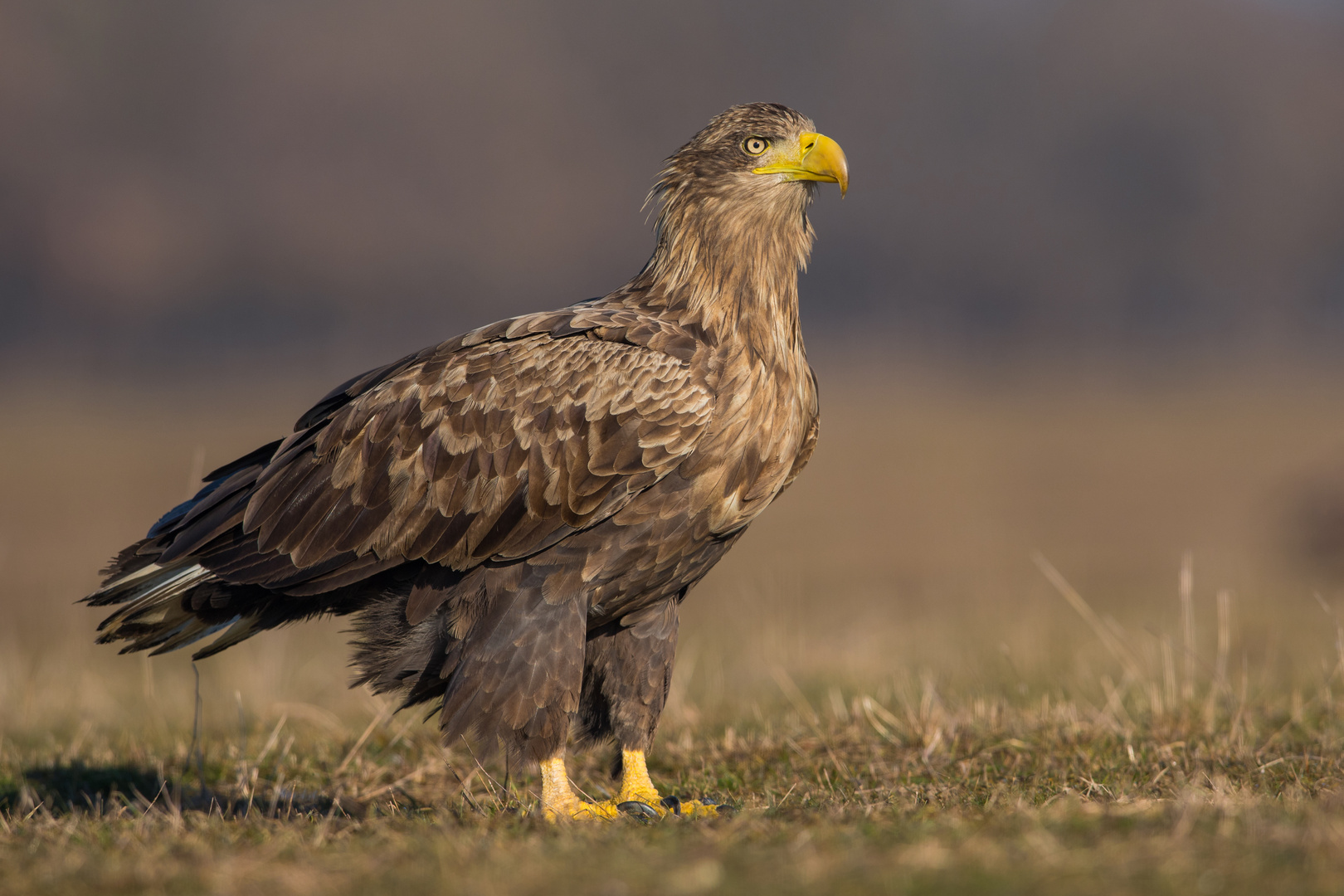 Seeadler