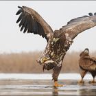 Seeadler