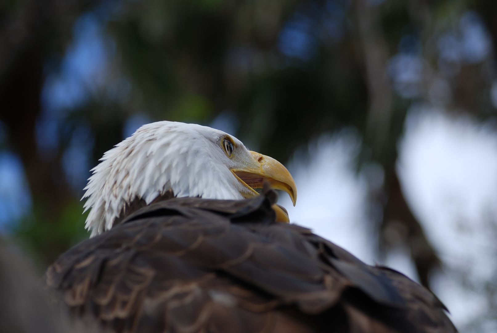 Seeadler