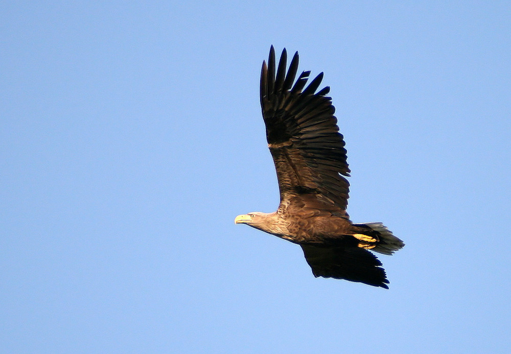 Seeadler