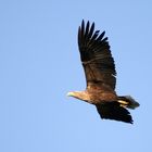 Seeadler