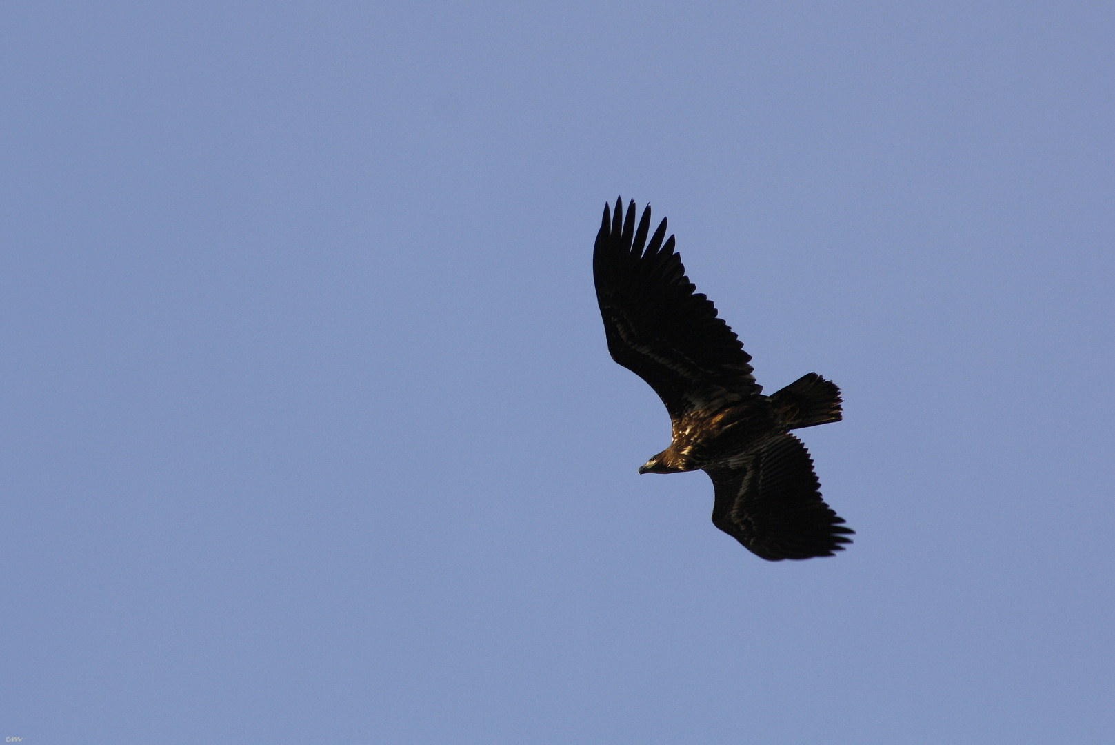 Seeadler