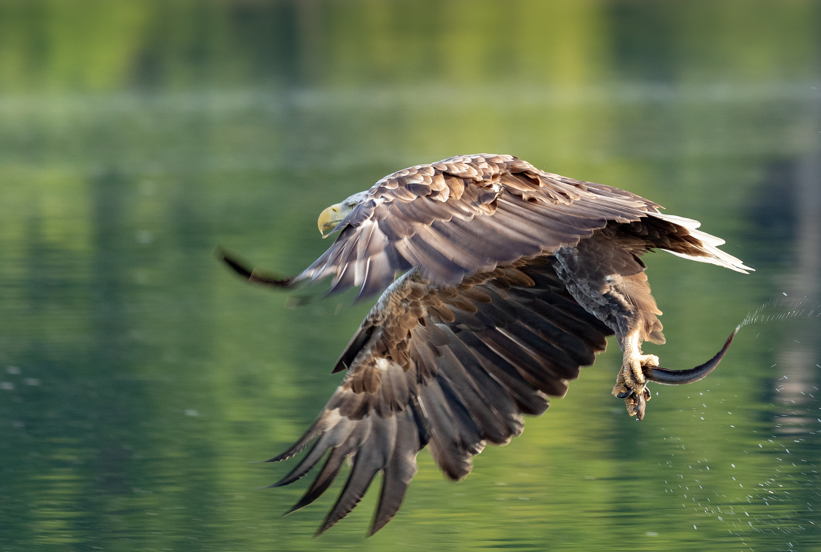 Seeadler