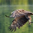 Seeadler