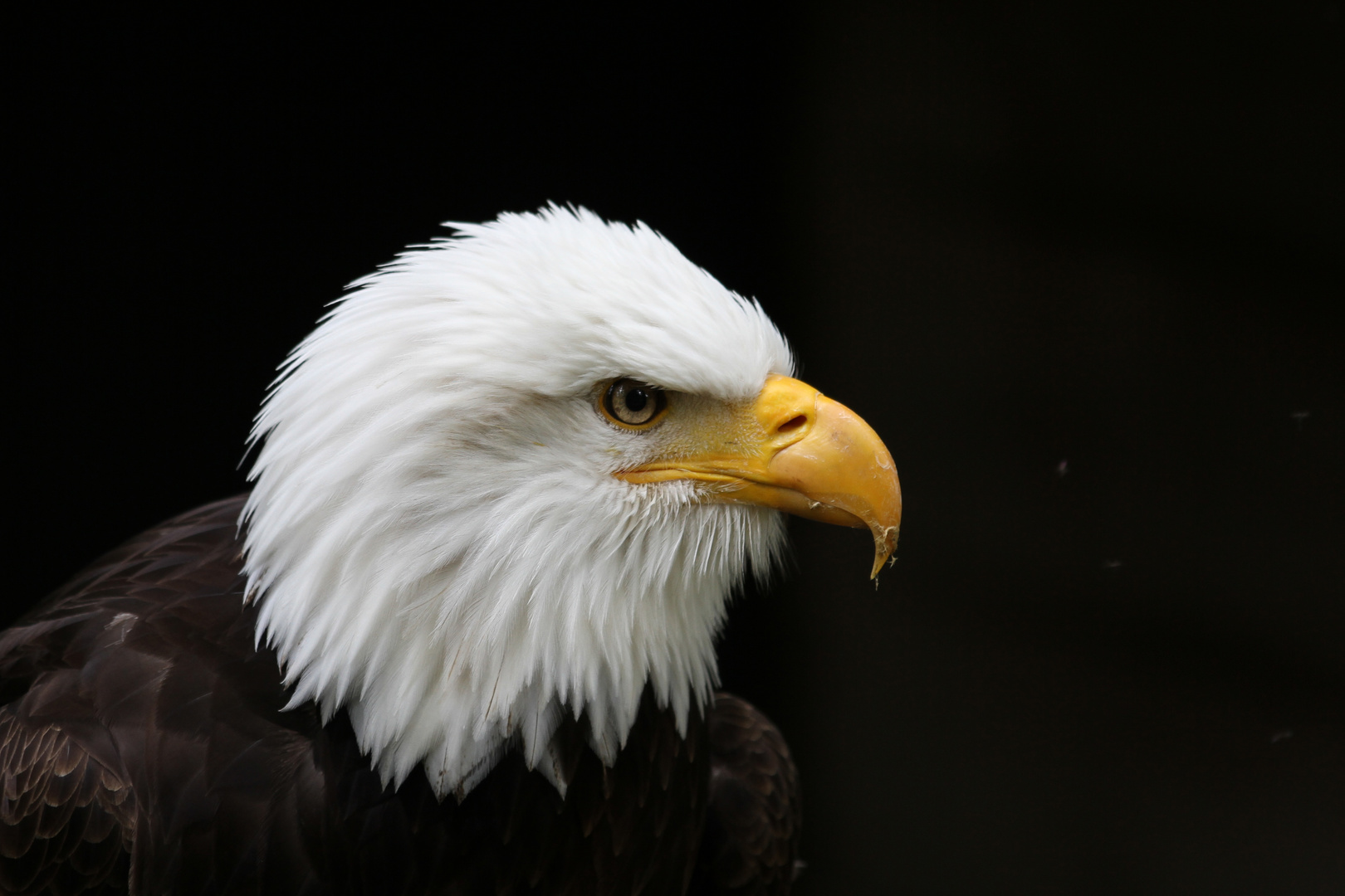 Seeadler