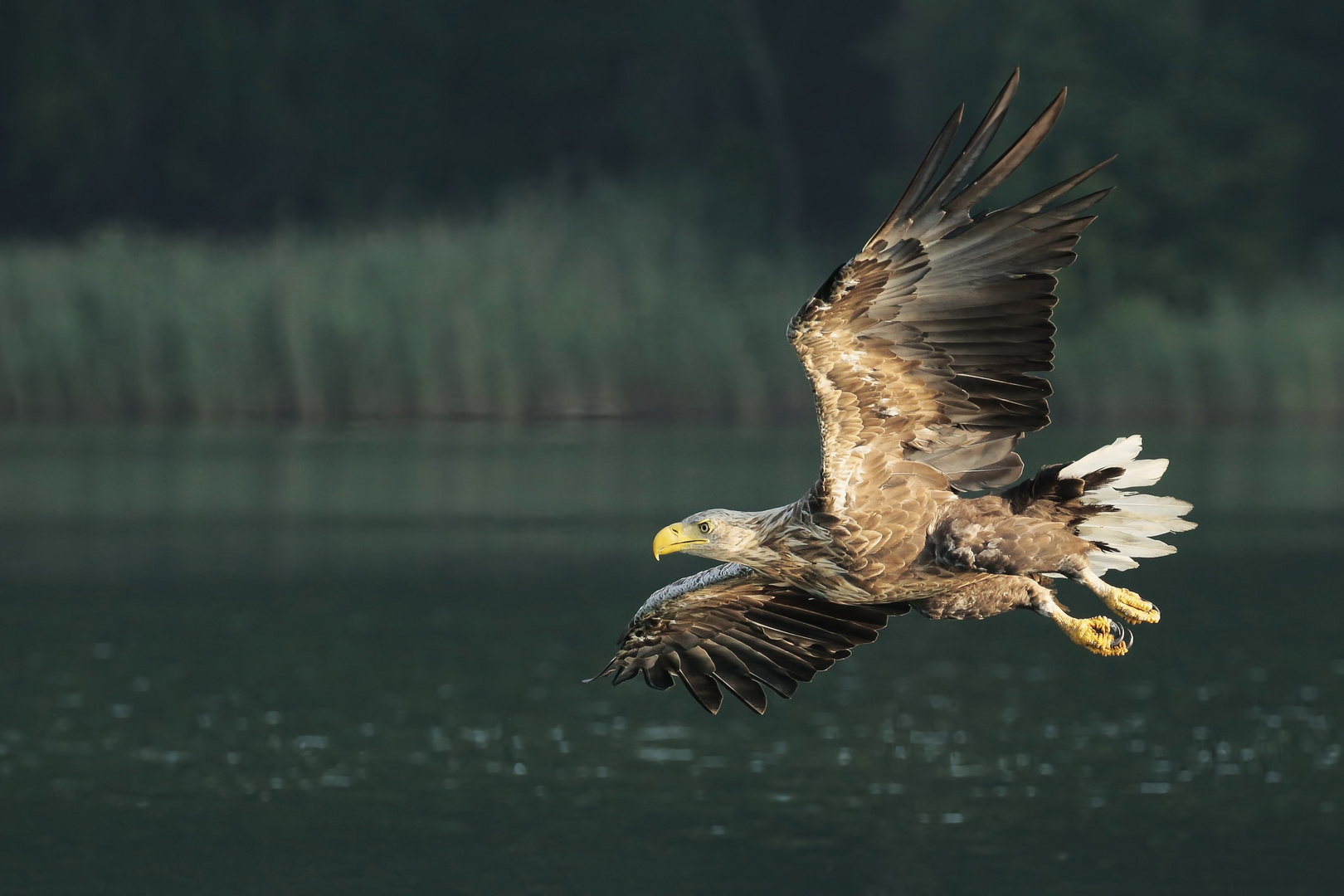 Seeadler