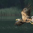 Seeadler