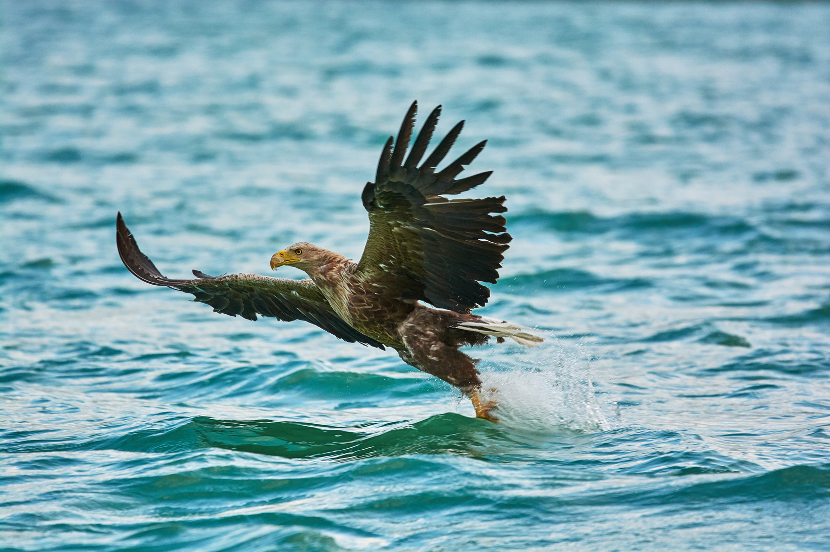 Seeadler