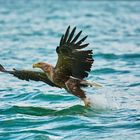 Seeadler