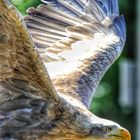 Seeadler 