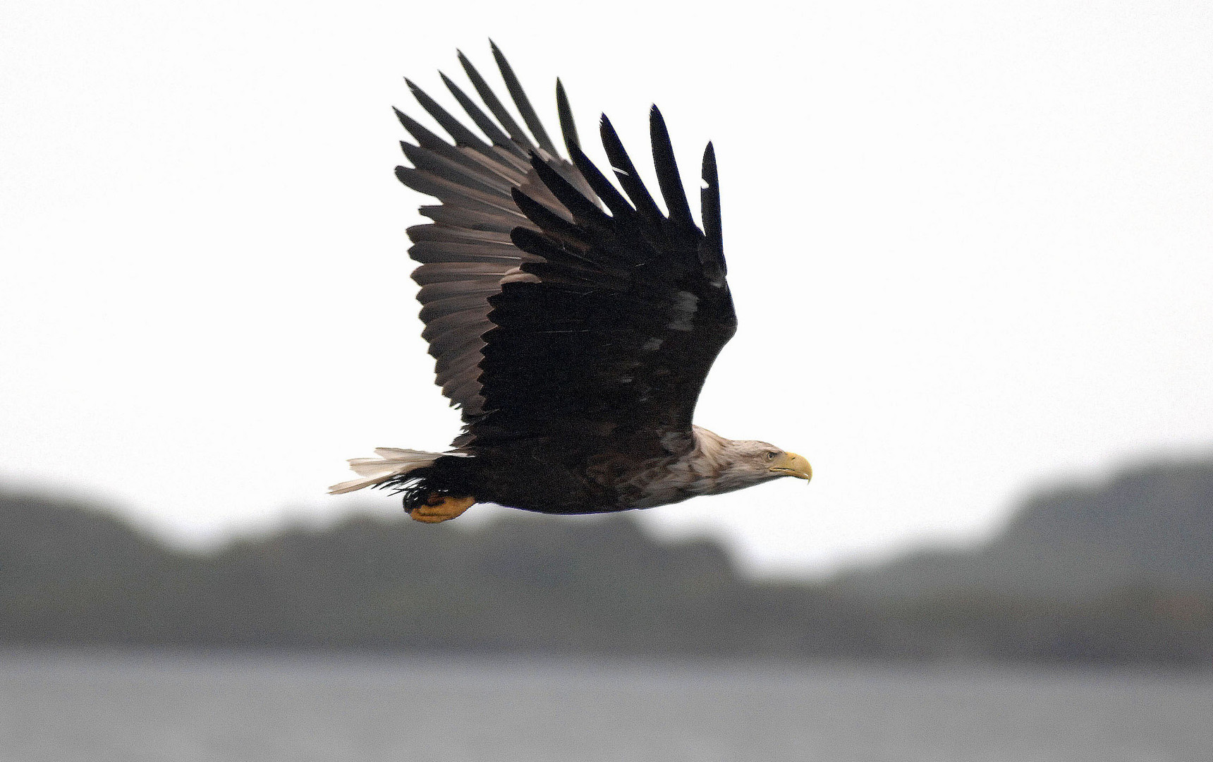 Seeadler