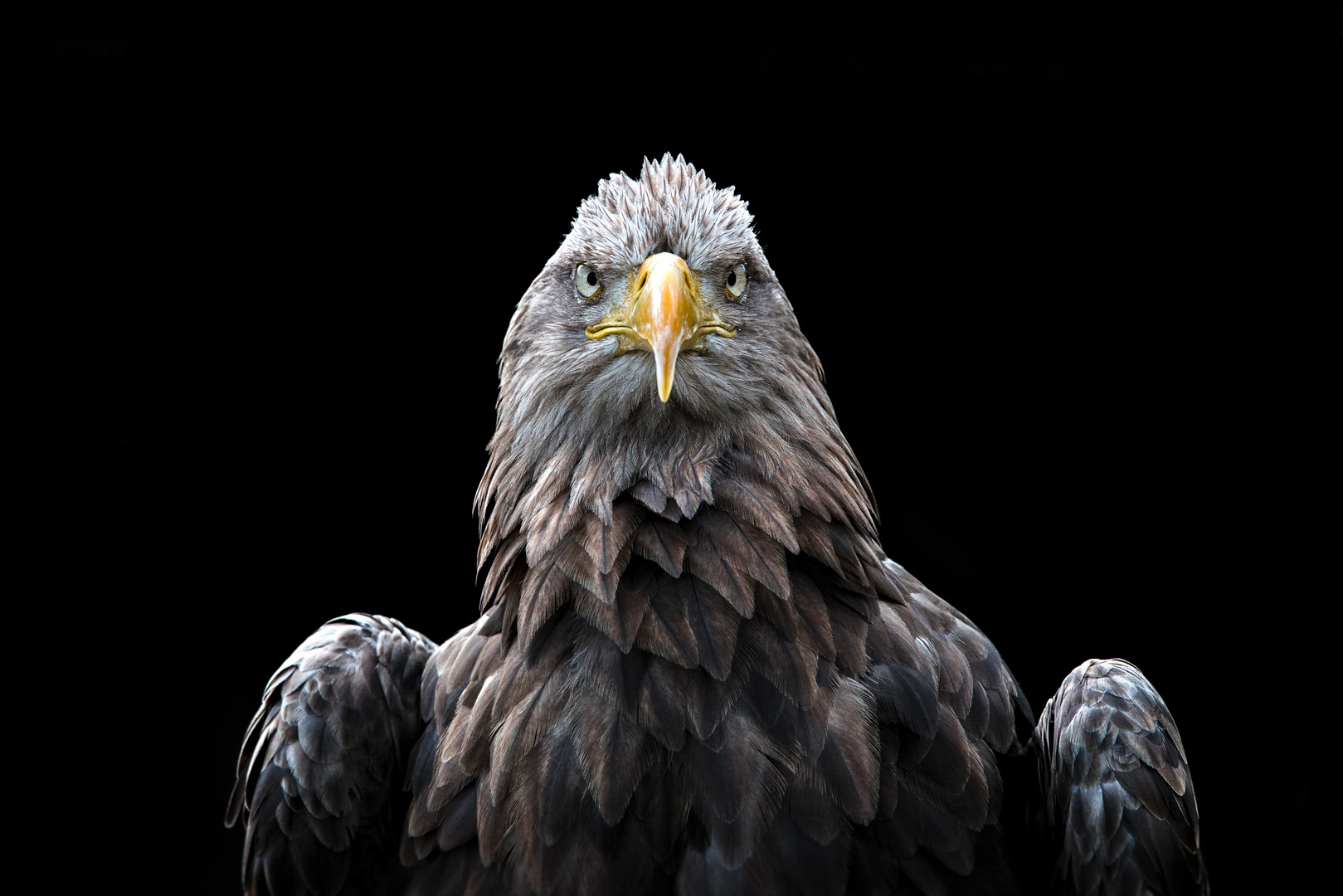 Seeadler