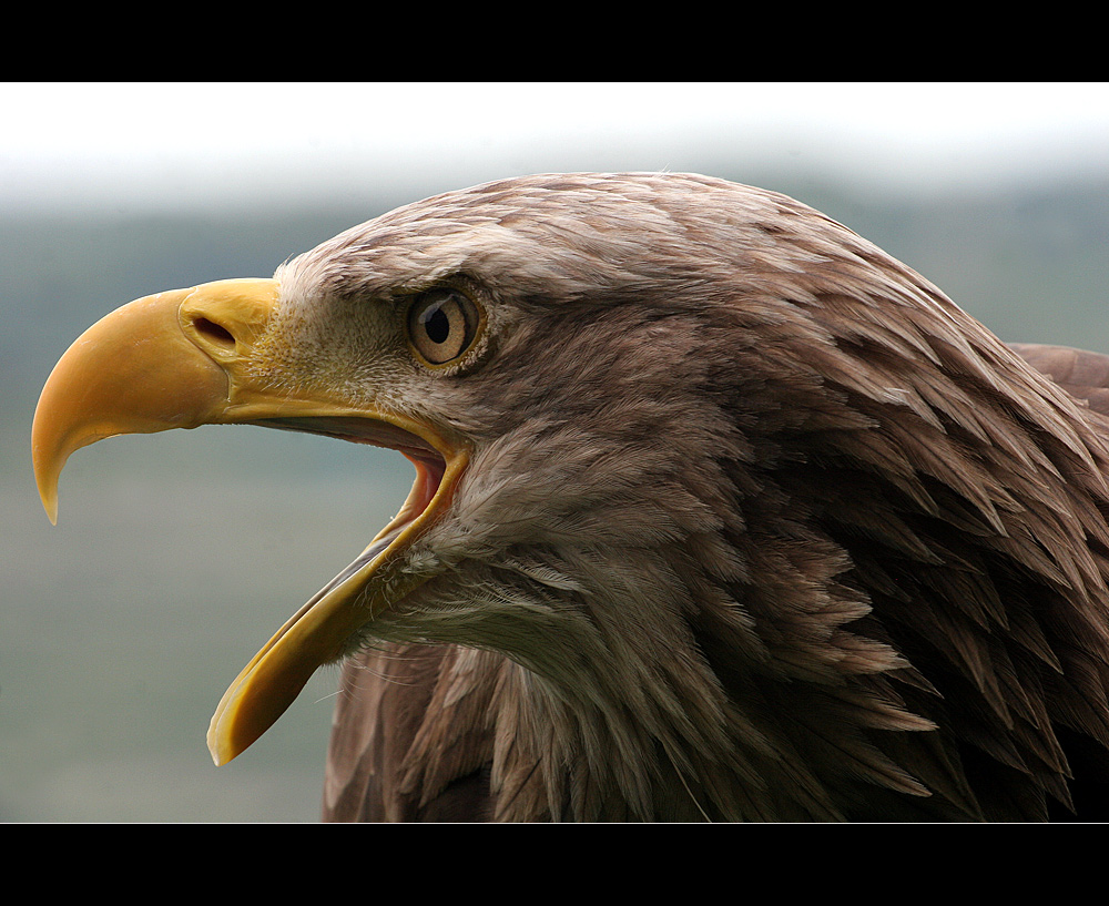 Seeadler