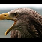 Seeadler